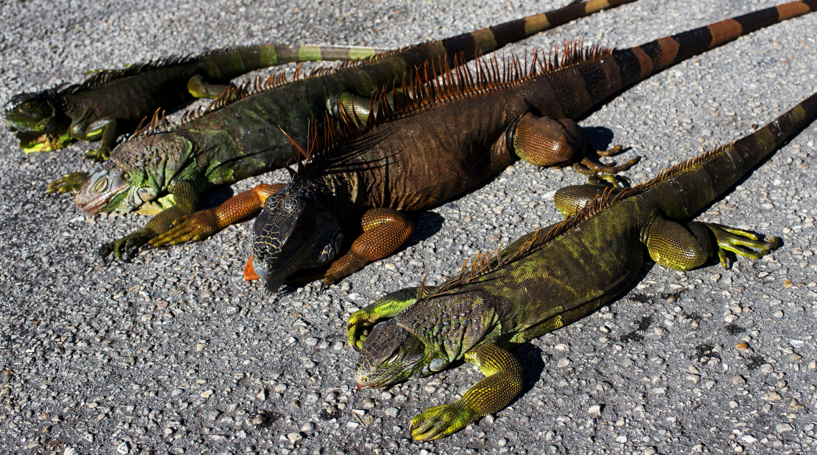 Frozen iguanas falling from trees in Florida due to extreme weather conditions1600 x 892