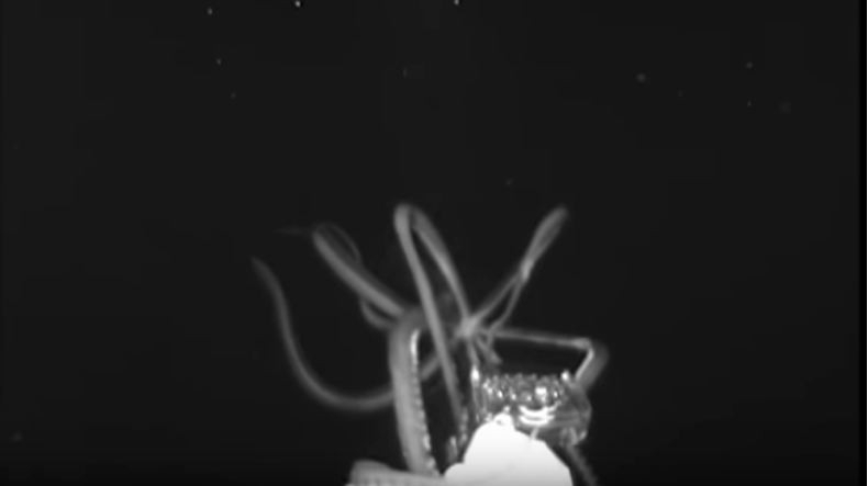 Rare footage of 12-ft giant squid caught on camera by scientists
