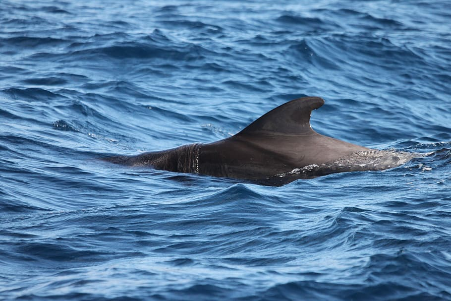 Scientists Discover New Species of Shark in the Pacific Waters Around