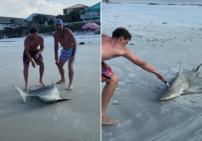 Two Men Filmed Pulling Out Shark Onto Florida Beach Stabbing It In The