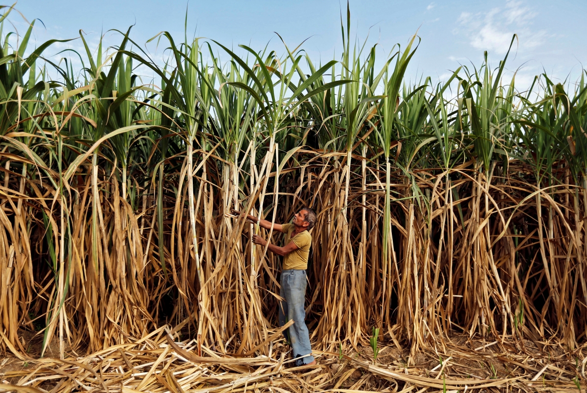 Indonesia Introduces Incentive For Sugar Investors To Boost Industry