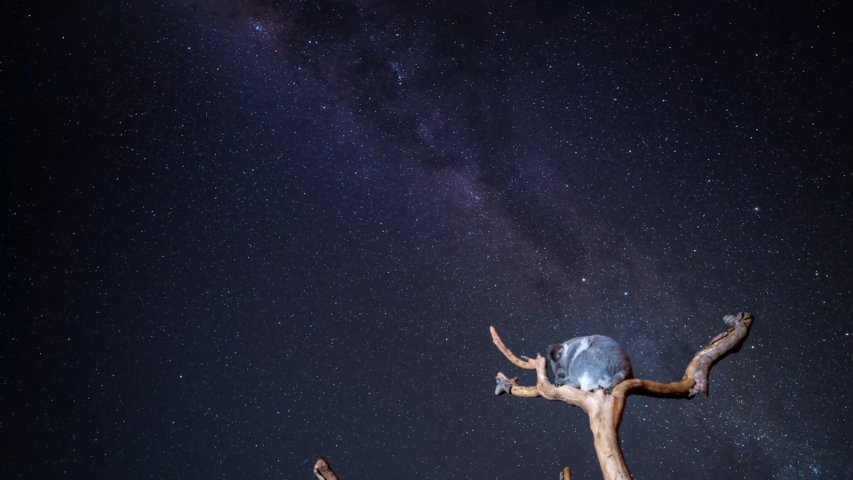 Stunning timelapse shows koala sleeping underneath Milky Way galaxy