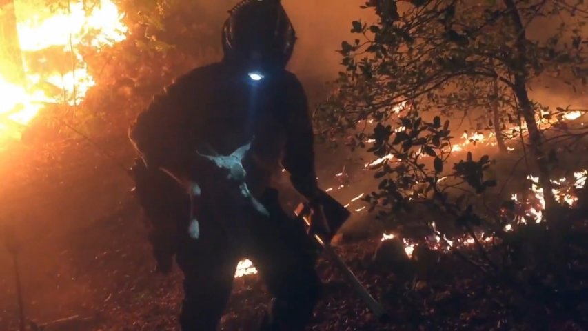 Brave firefighters rescue fawns trapped in forest fire
