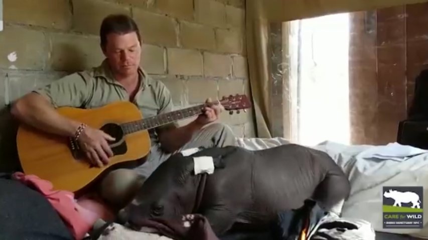 Baby Rhino Serenaded To Sleep With Guitar