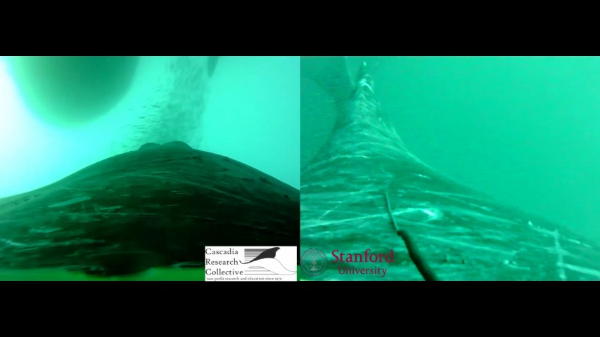 How the largest predators on Earth hunt their prey