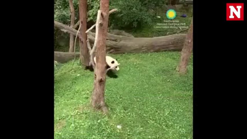 Watch adorable baby panda Bei Bei, Washingtons star attraction, falling from trees for fun