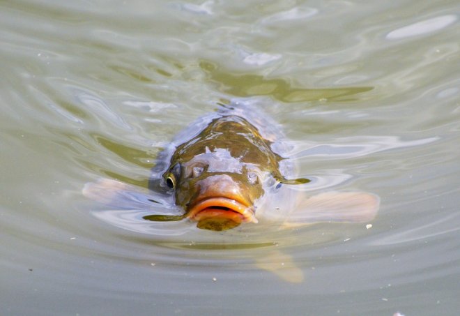 Singapore: Apollo Aquaculture Group unveils Floating Pond ...