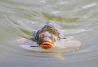Fish are turning transgender in the UK rivers