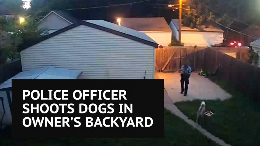 Minneapolis police officer shoots two Staffordshire Bull Terriers in owners backyard
