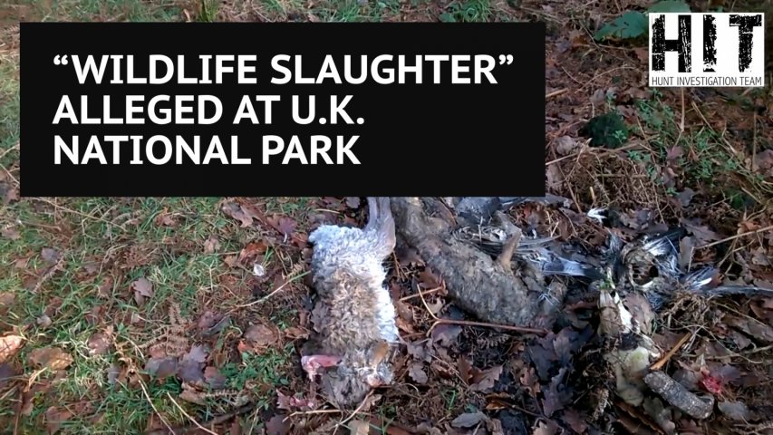 Horrific wildlife persecution alleged at UK national park