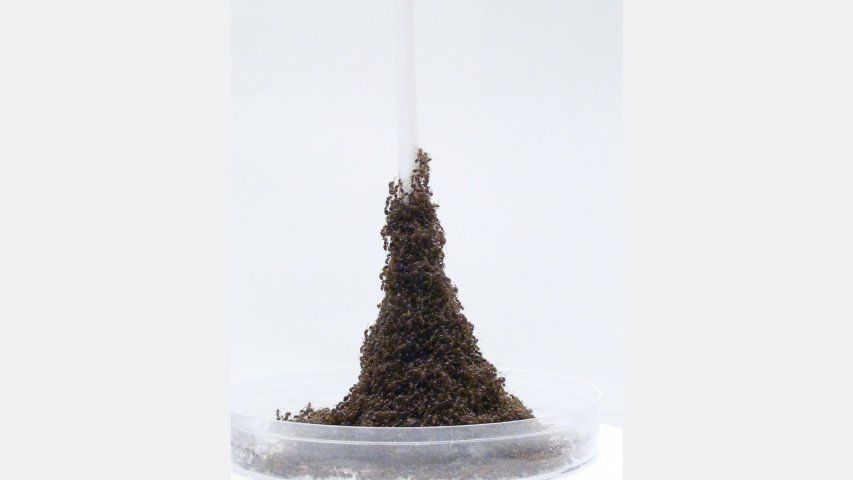 Ants build a living Eiffel Tower to get at food