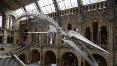 Hope at the Natural History Museum as spectacular blue whale skeleton revealed