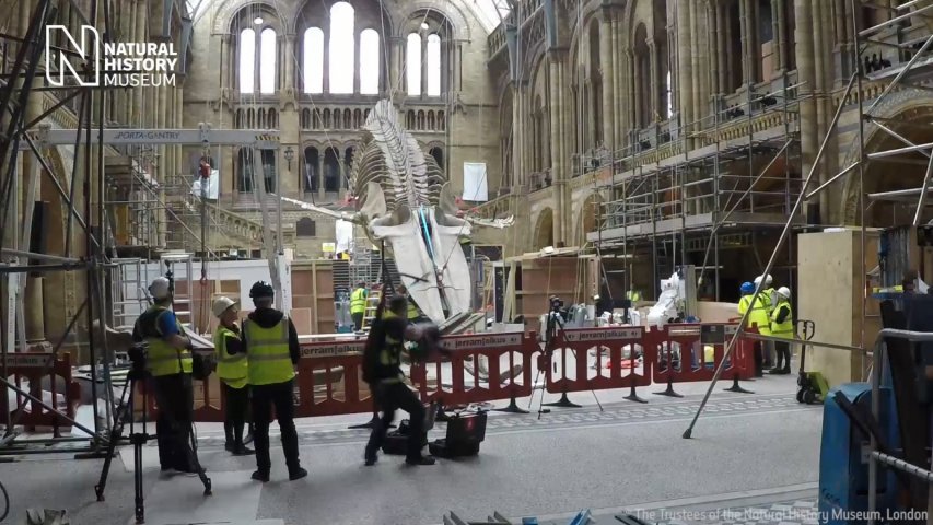 Timelapse shows the Natural History Museums blue whale skeleton being assembled