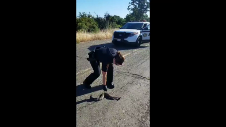 Sqeamish police officer deals with dead snake