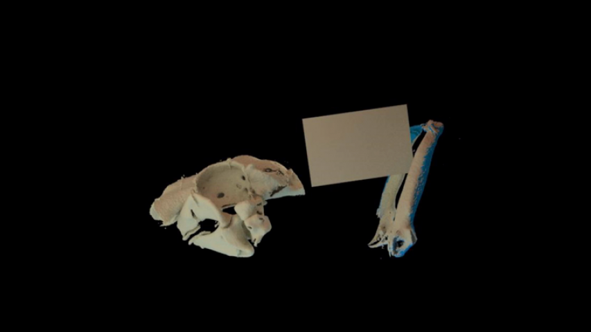 Sharks shrug their shoulders to swallow food