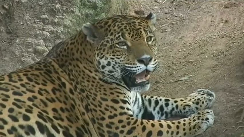 Humans to blame for biological annihilation of wildlife and sixth mass extinction in Earths history