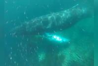 Incredible Footage Shows Humpback Whales Under Kayaks off the Coast of Newfoundland