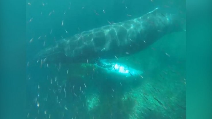 Incredible Footage Shows Humpback Whales Under Kayaks off the Coast of Newfoundland