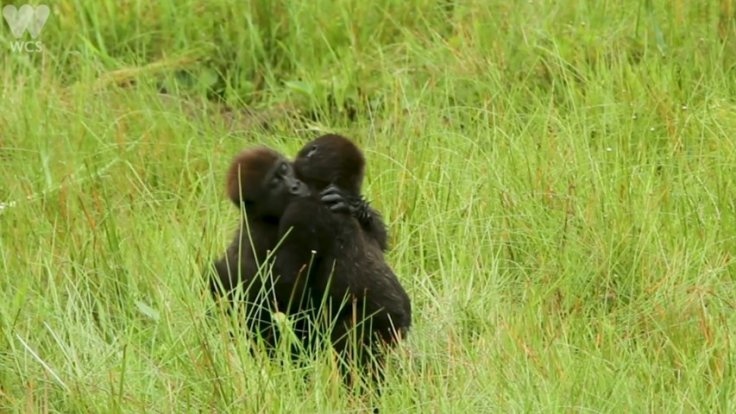 Young gorillas captured in tender embrace