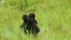 Young gorillas captured in tender embrace