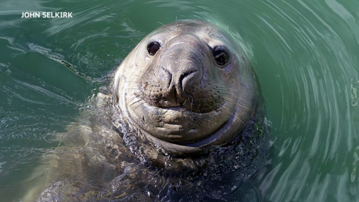 Elephant seals are the only other mammal to use rhythm to talk to each other