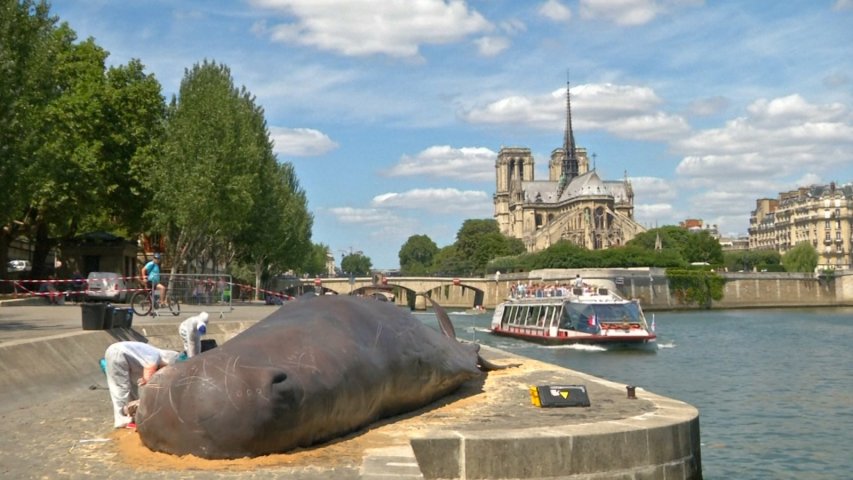 Beached whale causes a stir in Paris