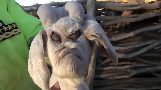 Demon baby goat