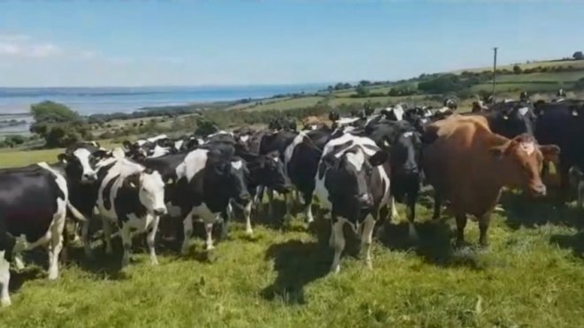 Hilarious video shows cows completely mesmerized by traditional Irish music