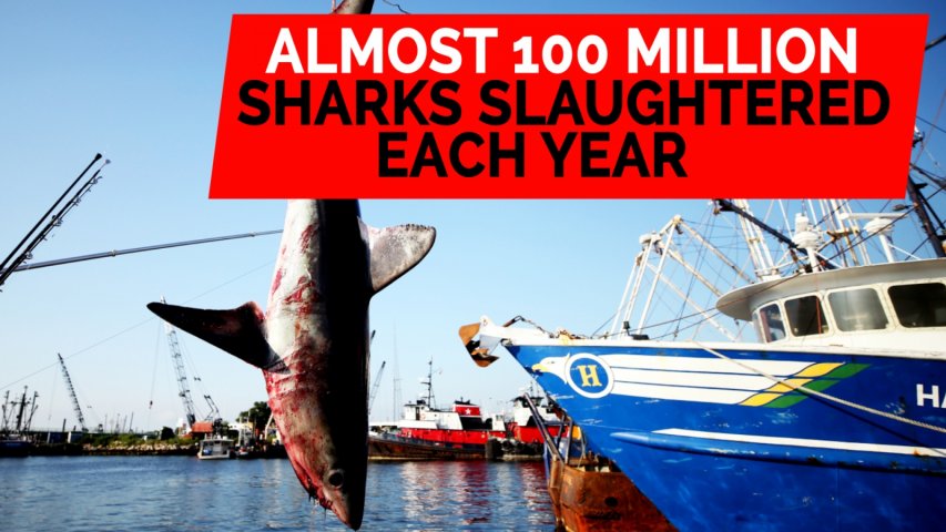 Almost 100 million sharks slaughtered each year