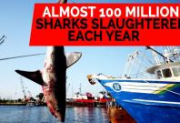 Almost 100 million sharks slaughtered each year