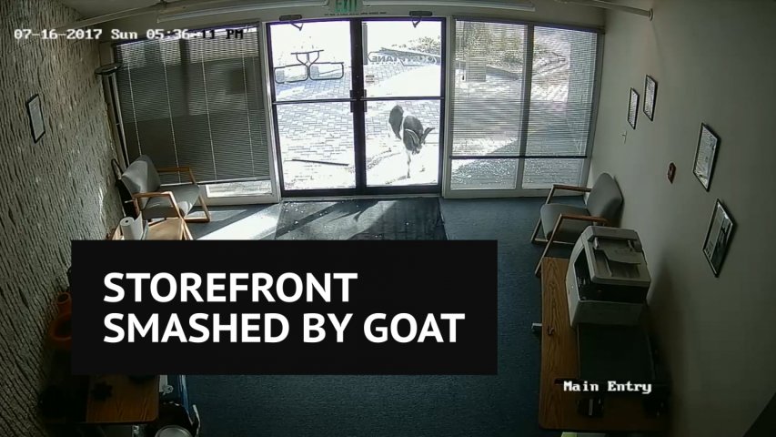 Hilarious video shows goat attacking storefront with vengeance