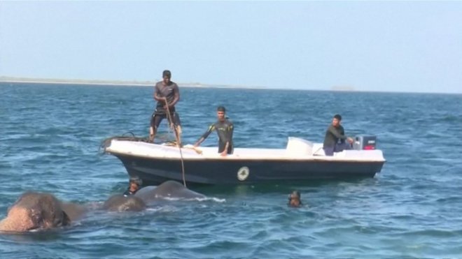 Two wild elephants swept out to sea rescued by Sri Lankan navy