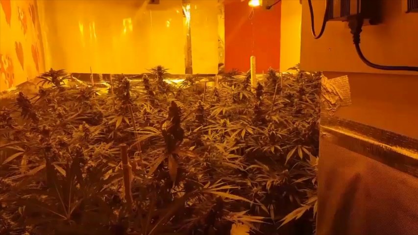 Police video shows inside of massive cannabis factory in Wales