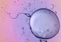 Sperm counts are plummeting among Western men