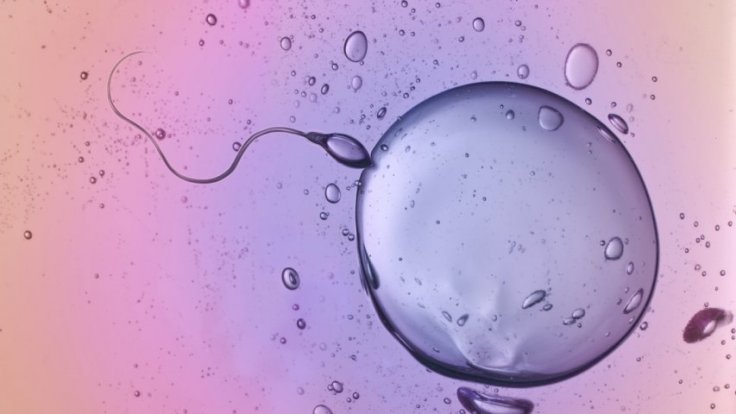 Sperm counts are plummeting among Western men