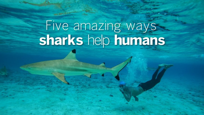 Five amazing ways sharks help humans