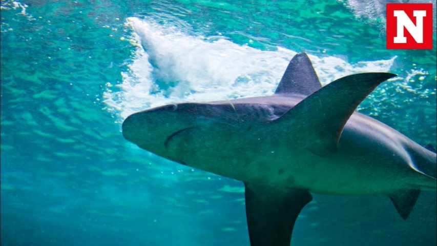 Video of shark dragged by high-speed boat sparks outrage