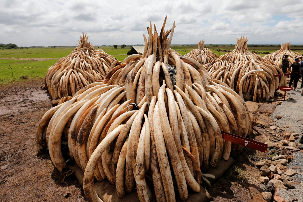 Kenya to burn tusks of over 10,000 elephants