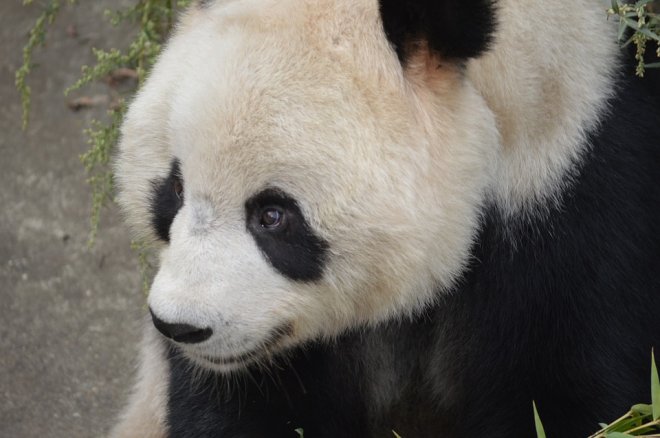 panda panda