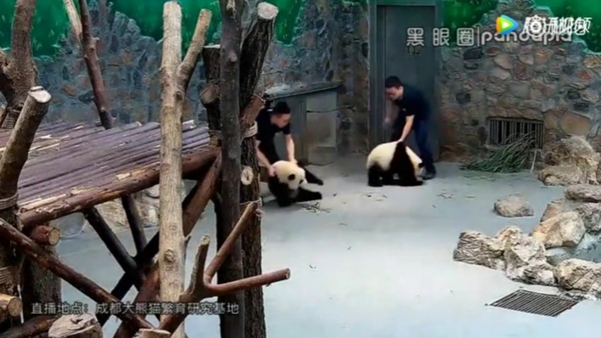 Alleged abuse of baby giant pandas causes outrage in China