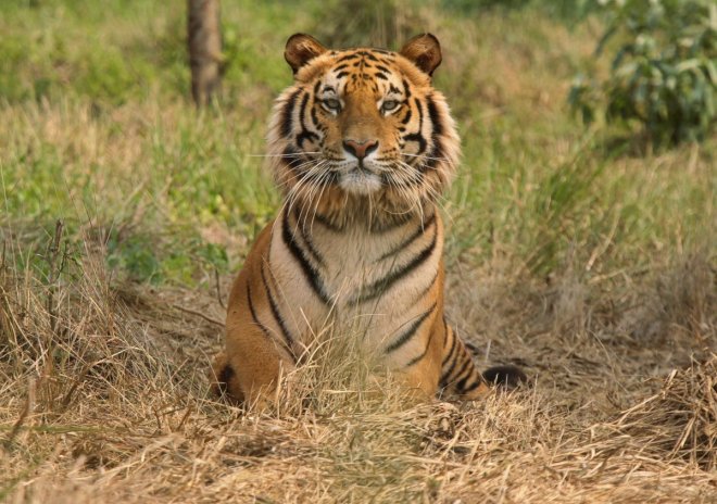 International Tiger Day