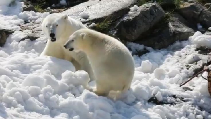 Polar Bears Get Surprise Present To Keep Cool