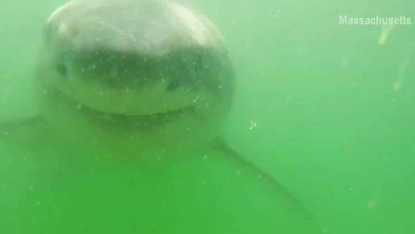 Great white shark tries to take a bite out of an underwater camera