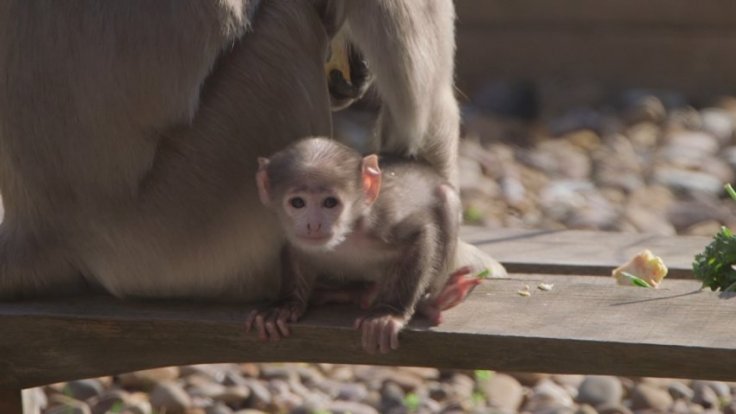 First sacred monkey born at London Zoo