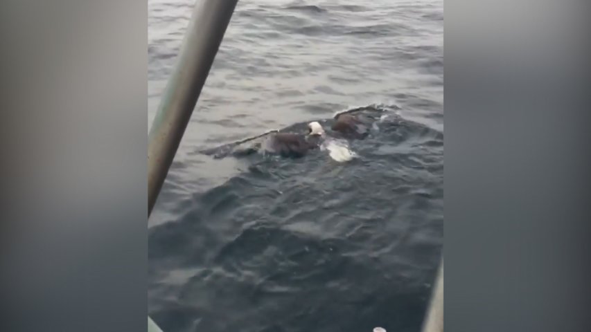 One-eyed eagle rescued after being found swimming in the Atlantic