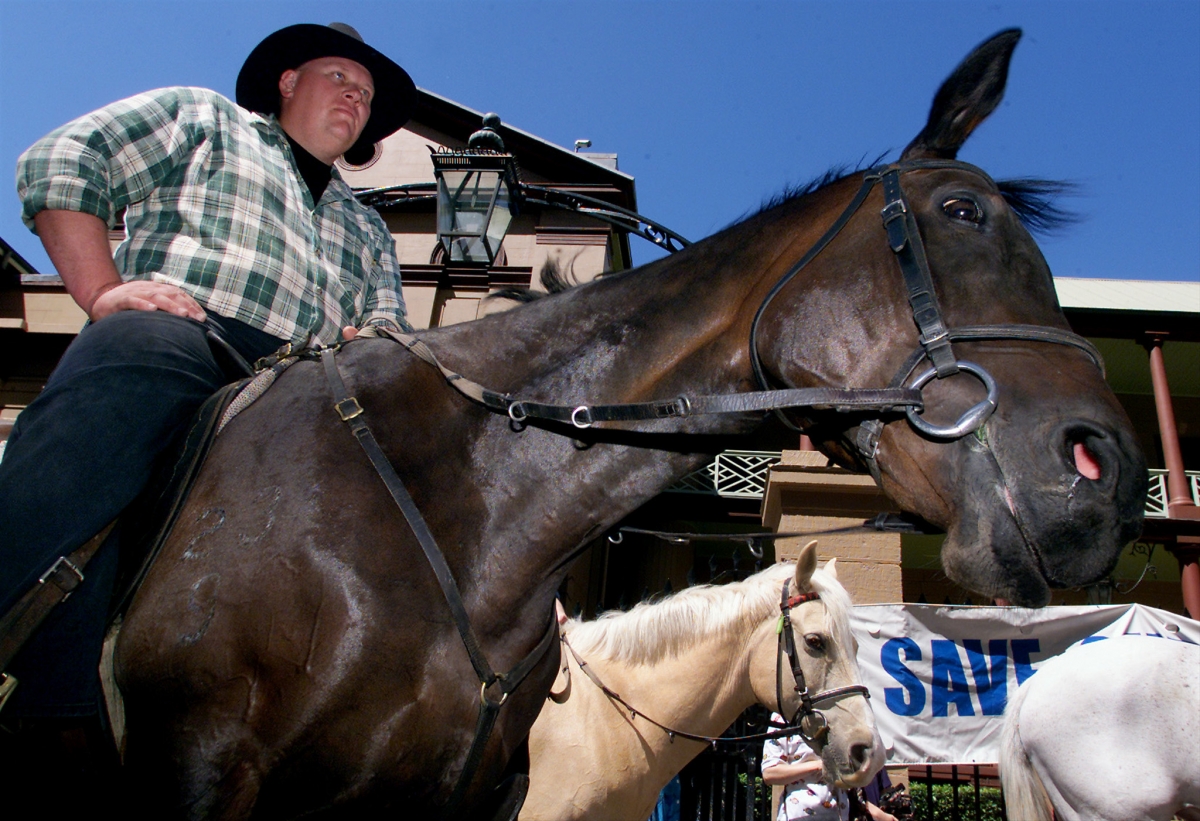 Snowy Mountains brumbies: Why does Australasia want to kill more than 5,000 wild horses?