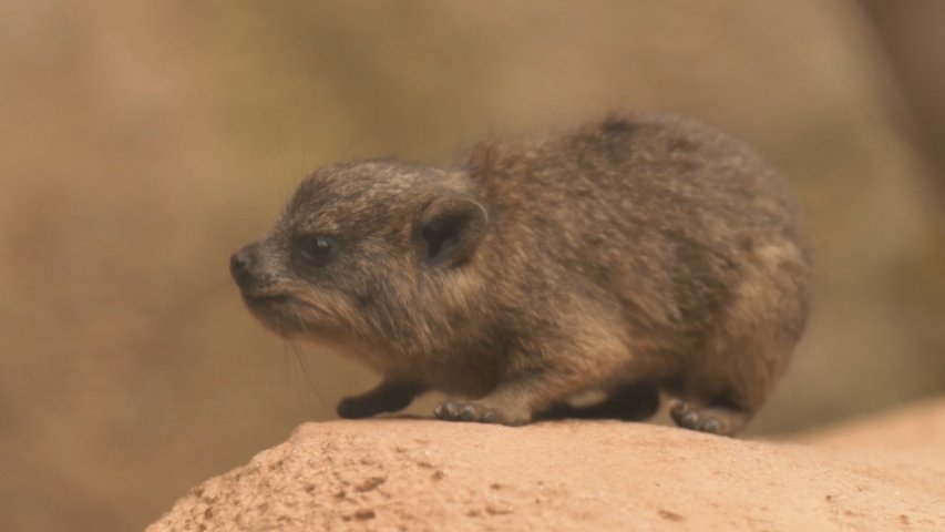 Baby rock hyraxes debut at Chester Zoo and youll never guess which animal they are genetically similar to