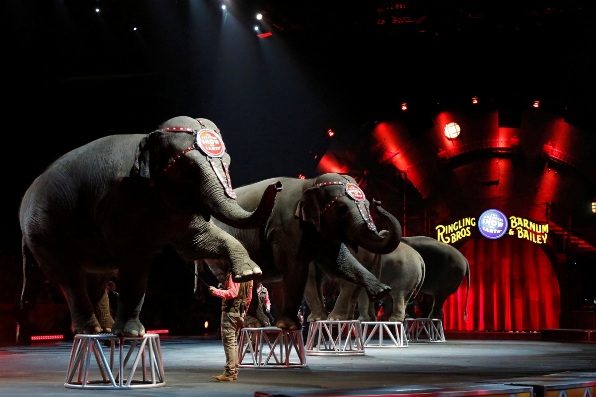 Ringling Bros and Barnum & Bailey Circus' performing elephants appear in their last show