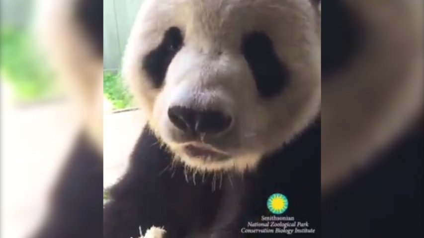 Video of panda munching delicious snack goes viral