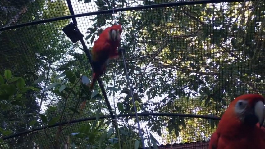 Parrots discover clever way to get food quicker